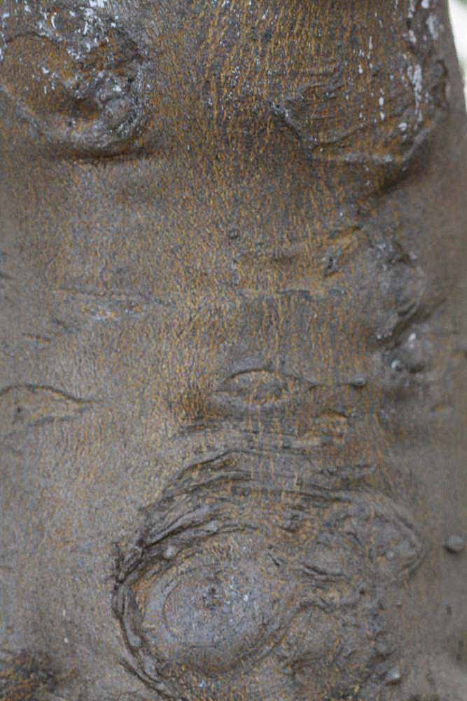              Bark (Riverside, CA)       